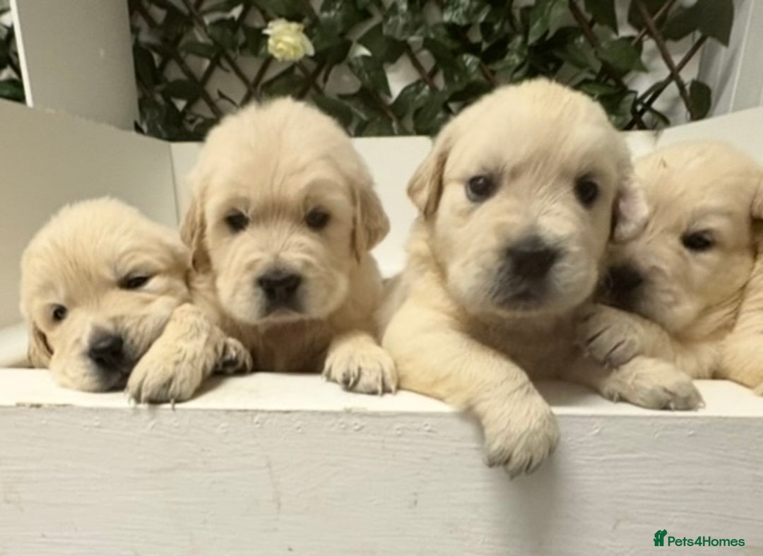 Golden Retriever dogs for sale: KC Golden Retriever Puppies for sale - Advert 13