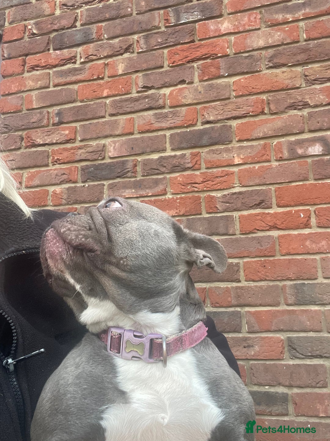 French Bulldog dogs for sale: Frenchie female - Advert 11