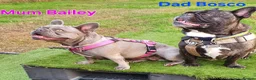 French Bulldog dogs for sale: 💛Bright, Affectionate Brindle Girl 💛Ready Now‼️ - Advert 6