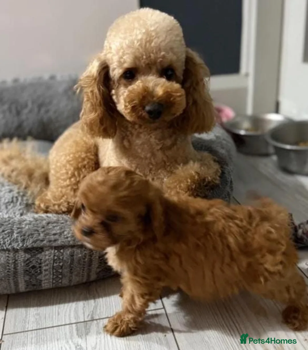 Cavapoo dogs for sale: Stunning Red cavapoo puppies in Dukinfield - Advert 5