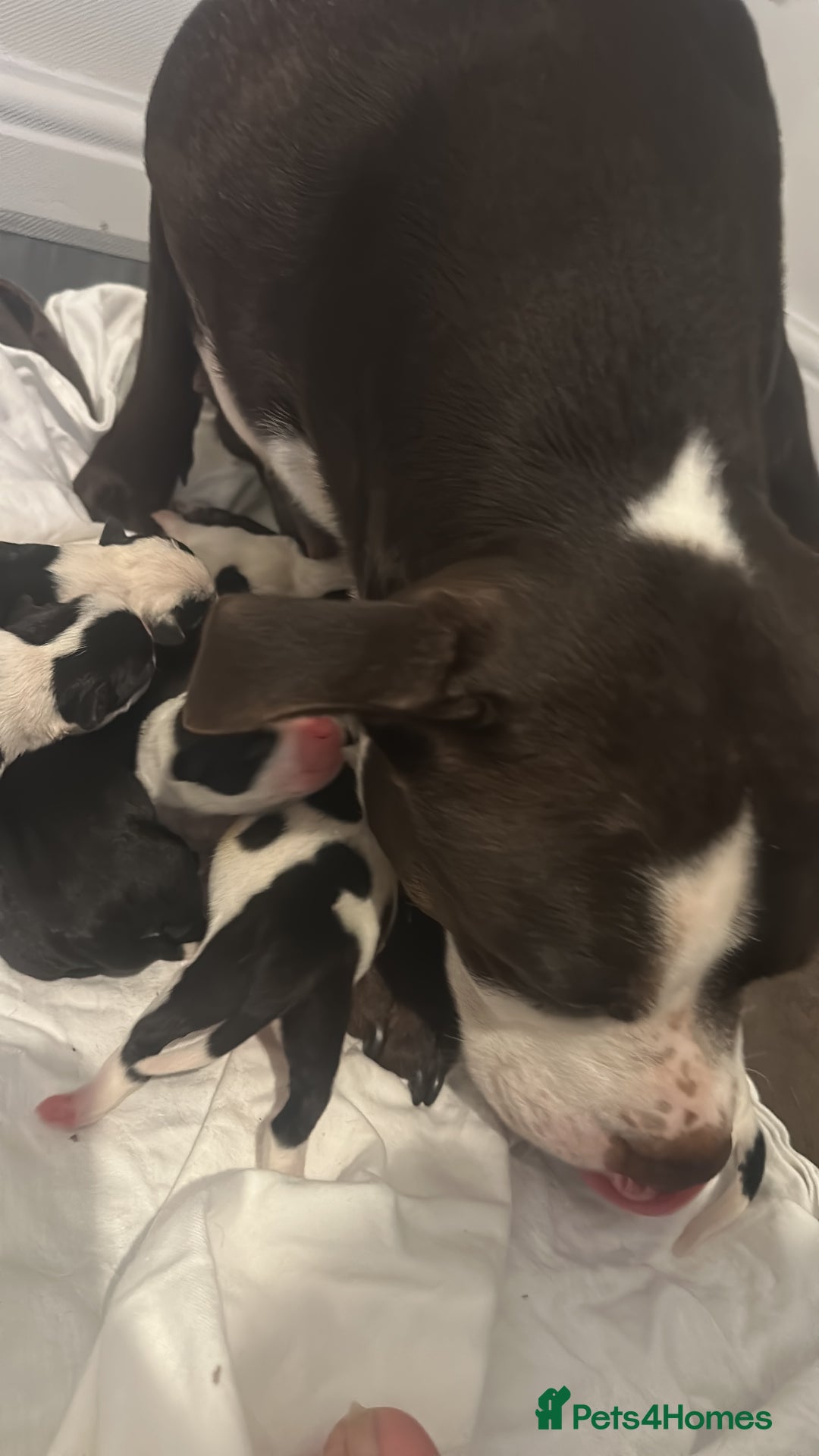 Mixed Breed dogs for sale: StaffyXAmerican bulldog puppies  - Image 1