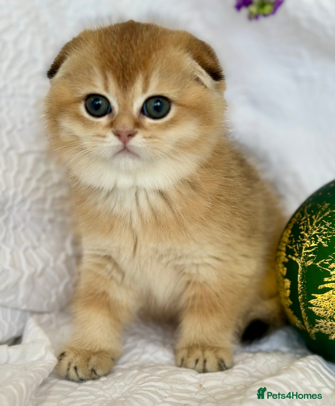 Scottish Fold cats for sale: 🌟Beautiful Scotish Fold/Straight Baby’s 🌟 - Advert 4