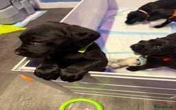 Labrador Retriever dogs for sale: Black pedigree Labradors only 3 girls available  - Image 10