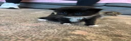 Mixed Breed cats for sale: Kittens for sale  - Advert 4
