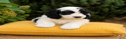 Cockapoo dogs for sale: F1 stunning cockapoos  - Advert 3
