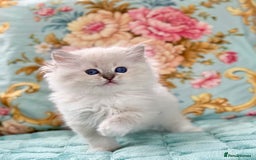 Ragdoll cats for sale: One pet boy  - Image 5