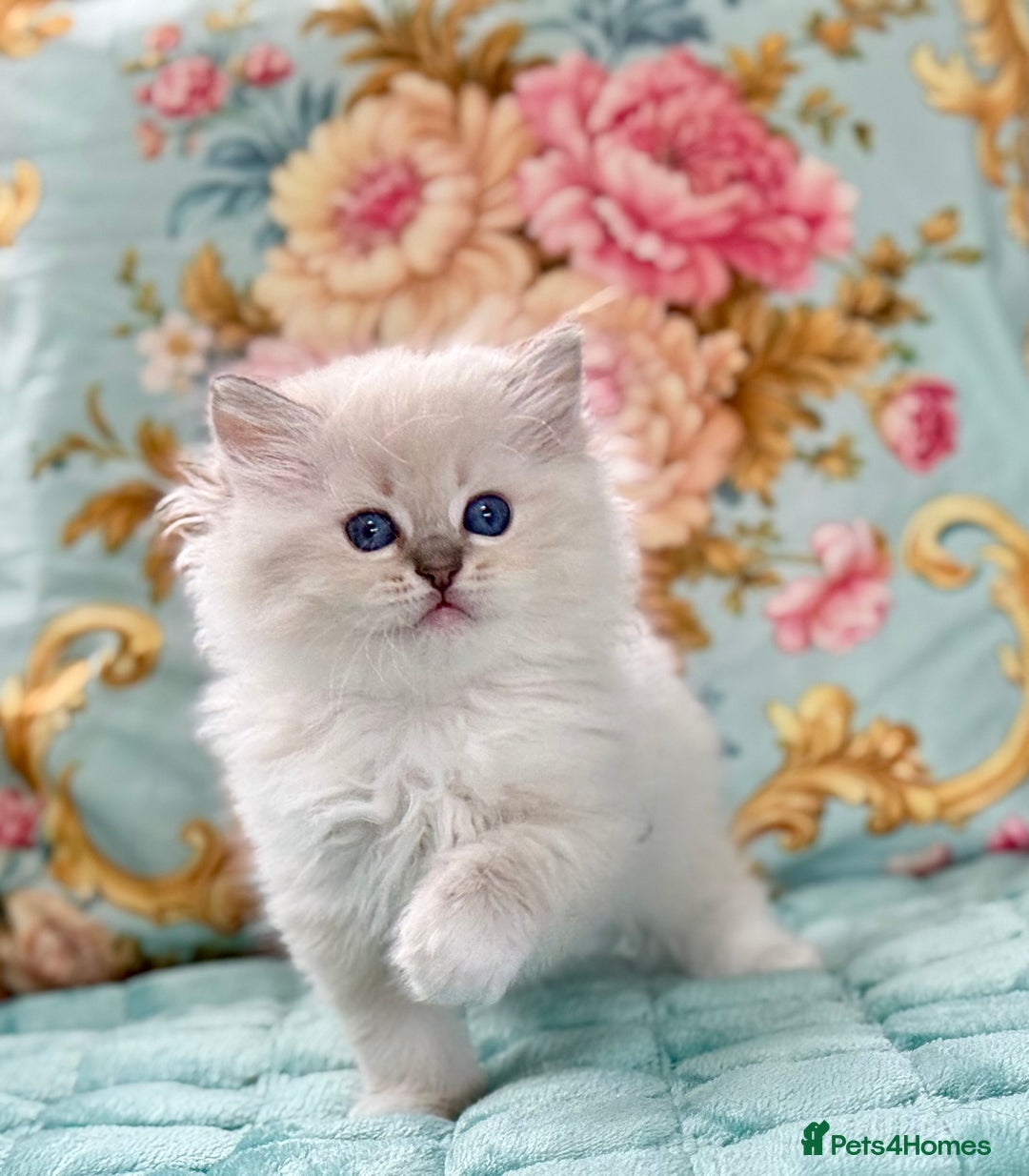 Ragdoll cats for sale: One pet boy  - Image 5