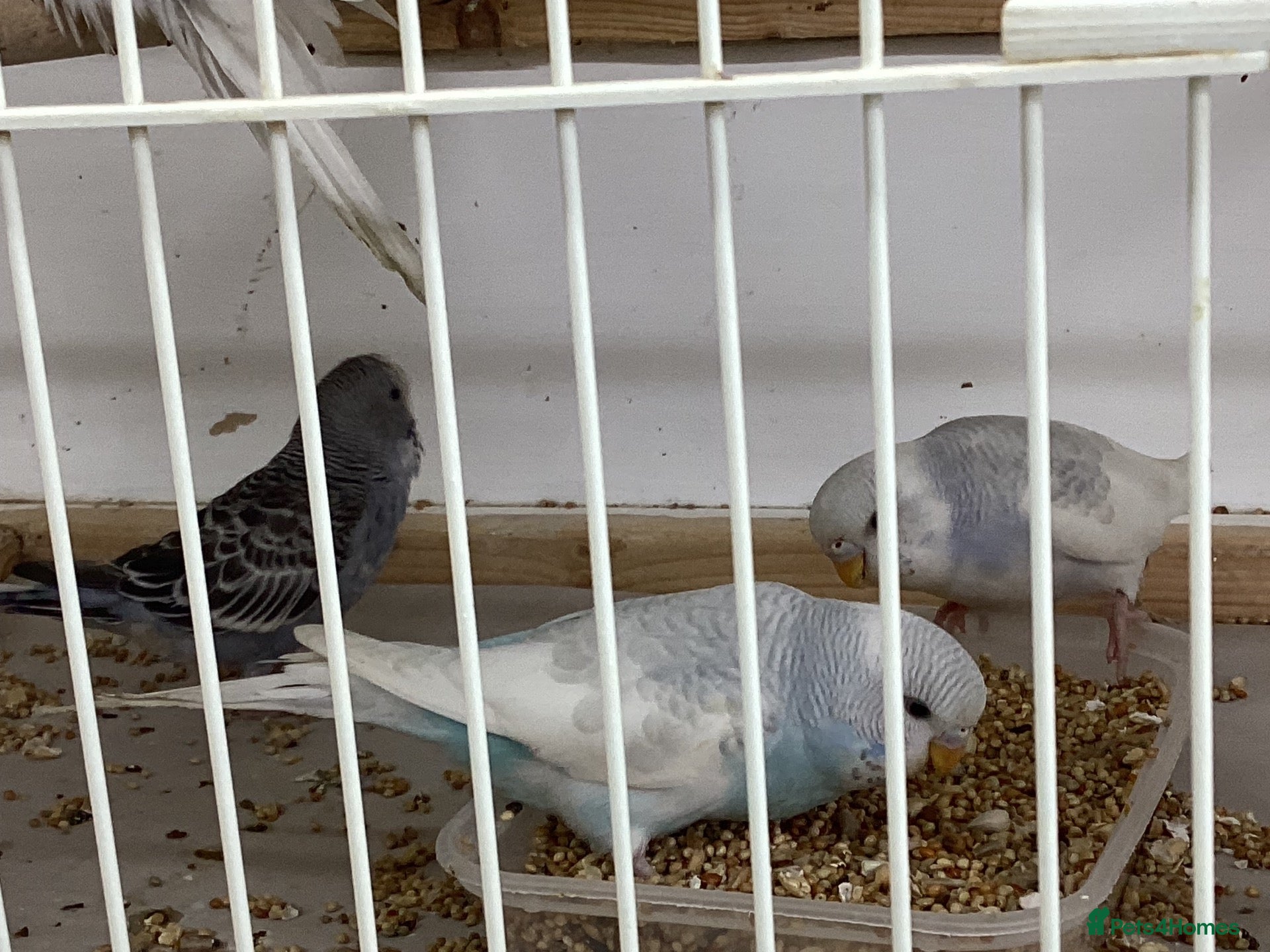 Budgerigars birds for sale: New baby budgies nice colours  - Advert 1