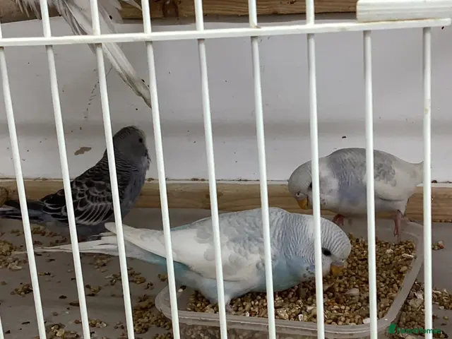 Budgerigars birds for sale: New baby budgies nice colours - Advert 1