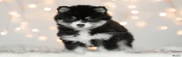 Pomsky dogs for sale: F3 Pomsky puppies from fully health tested parents - Advert 9