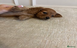 Miniature Dachshund dogs for sale: True KC miniature dachshund  - Image 4