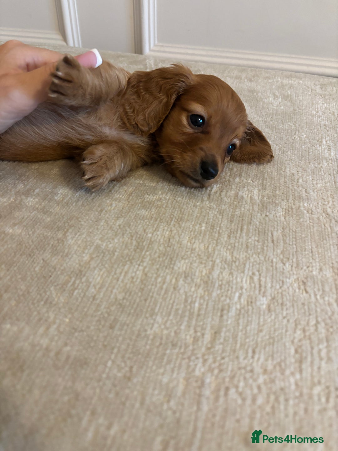 Miniature Dachshund dogs for sale: True KC miniature dachshund  - Image 4