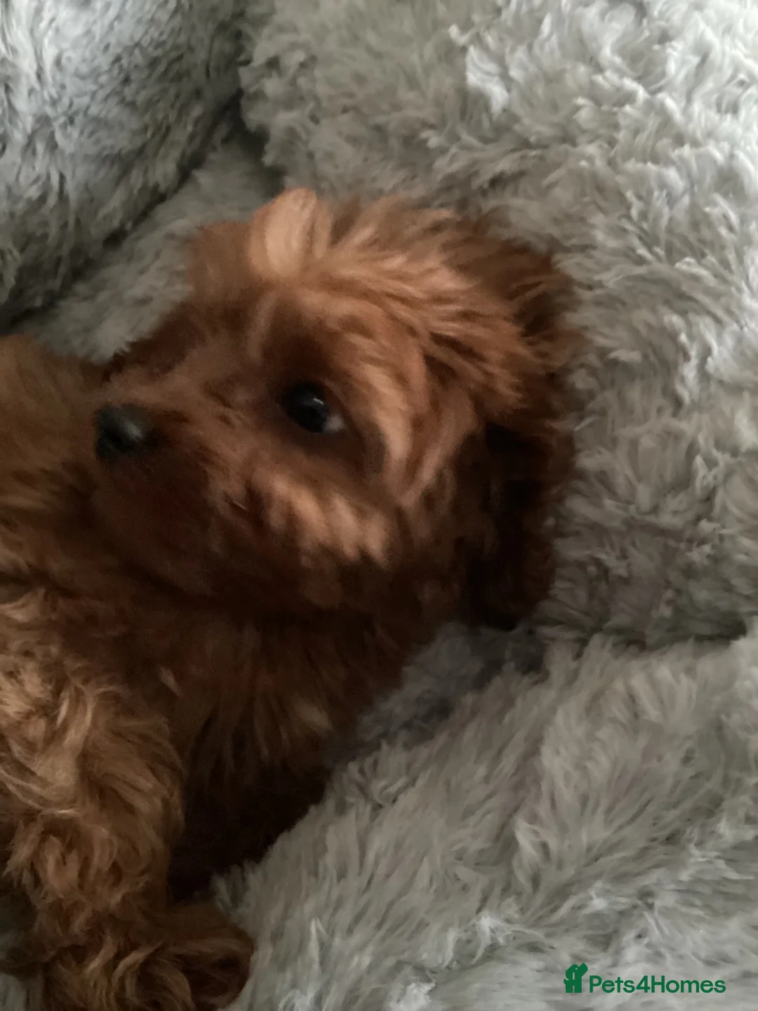 Cavapoo dogs for sale: Cavapoo  in Middlesbrough - Advert 2