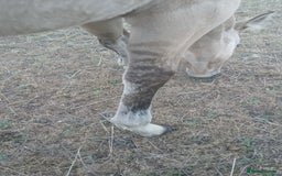 American Quarter horses for sale: Stunning Quarter horse colt - Image 2