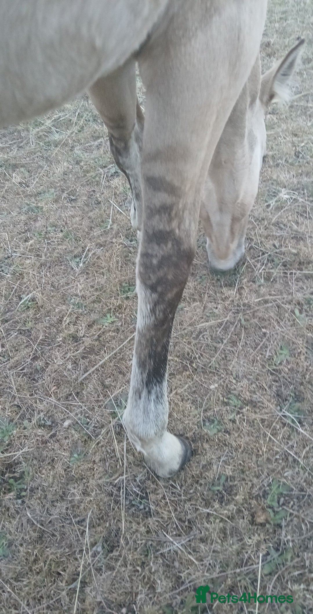 American Quarter horses for sale: Stunning Quarter horse colt - Image 2