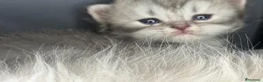 Persian Kitten 4