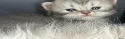 Persian cats for sale: Beautiful Persian babies in Bradford - Advert 12