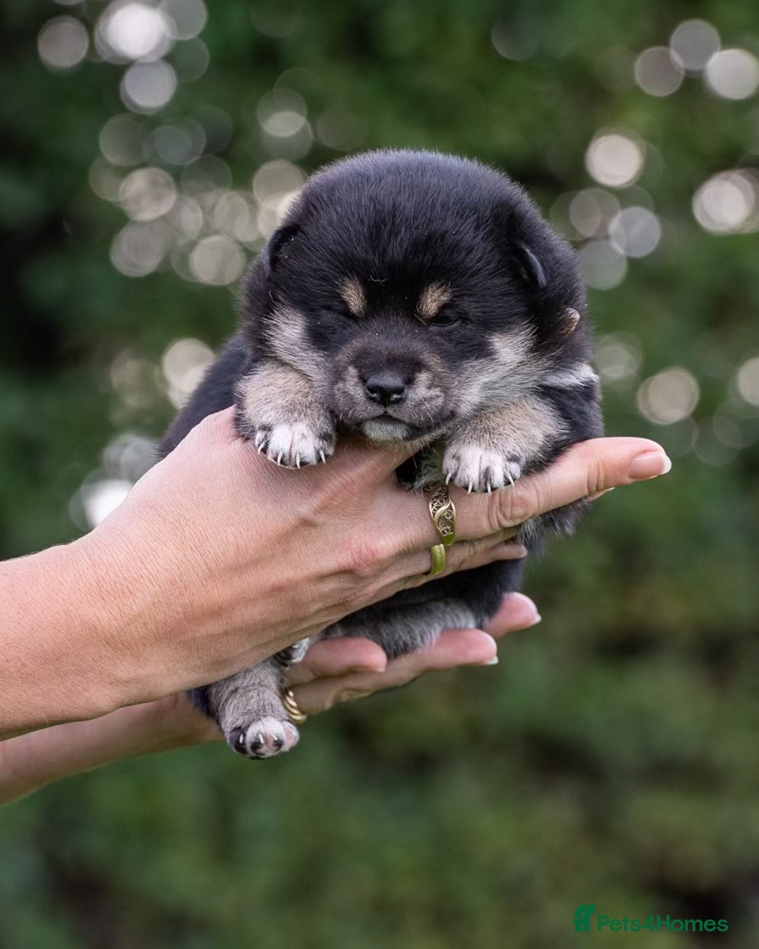 Japanese Shiba Inu dogs for sale: “LAST SESAME BOY  • Champion Broadlands Lineage” - Image 29