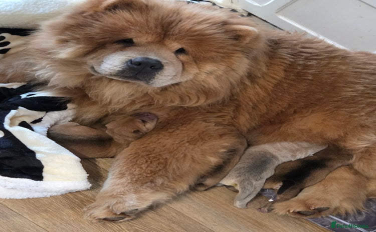 Mixed Breed dogs Chow Pei puppies - Advert 1