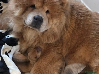 Mixed Breed dogs Chow Pei puppies - Advert 7