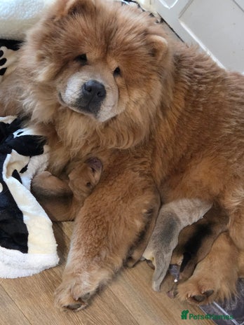 Mixed Breed dogs Chow Pei puppies - Advert 1