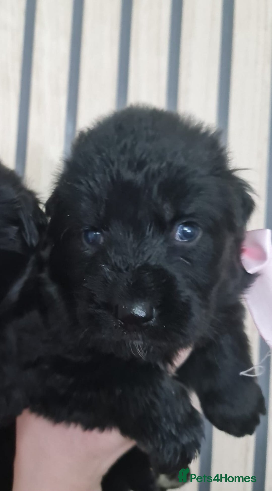 German Shepherd dogs for sale: KC, Top Quality Long Hair GSD Puppies  - Advert 18