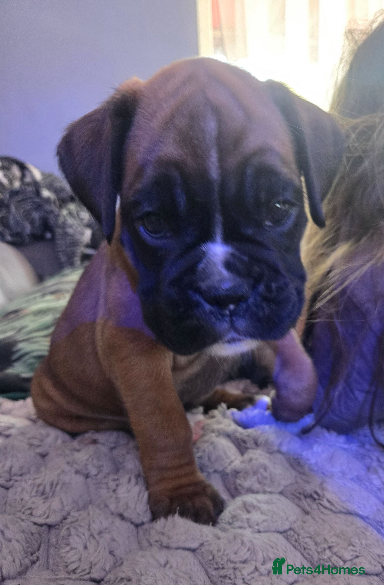 Boxer dogs Last KC Boxer Puppy Seeking Her Forever Home - Advert 1