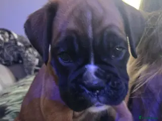Boxer dogs Last KC Boxer Puppy Seeking Her Forever Home - Advert 1