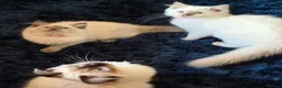 Ragdoll cats for sale: Stunning Ragdoll kittens  - Advert 22