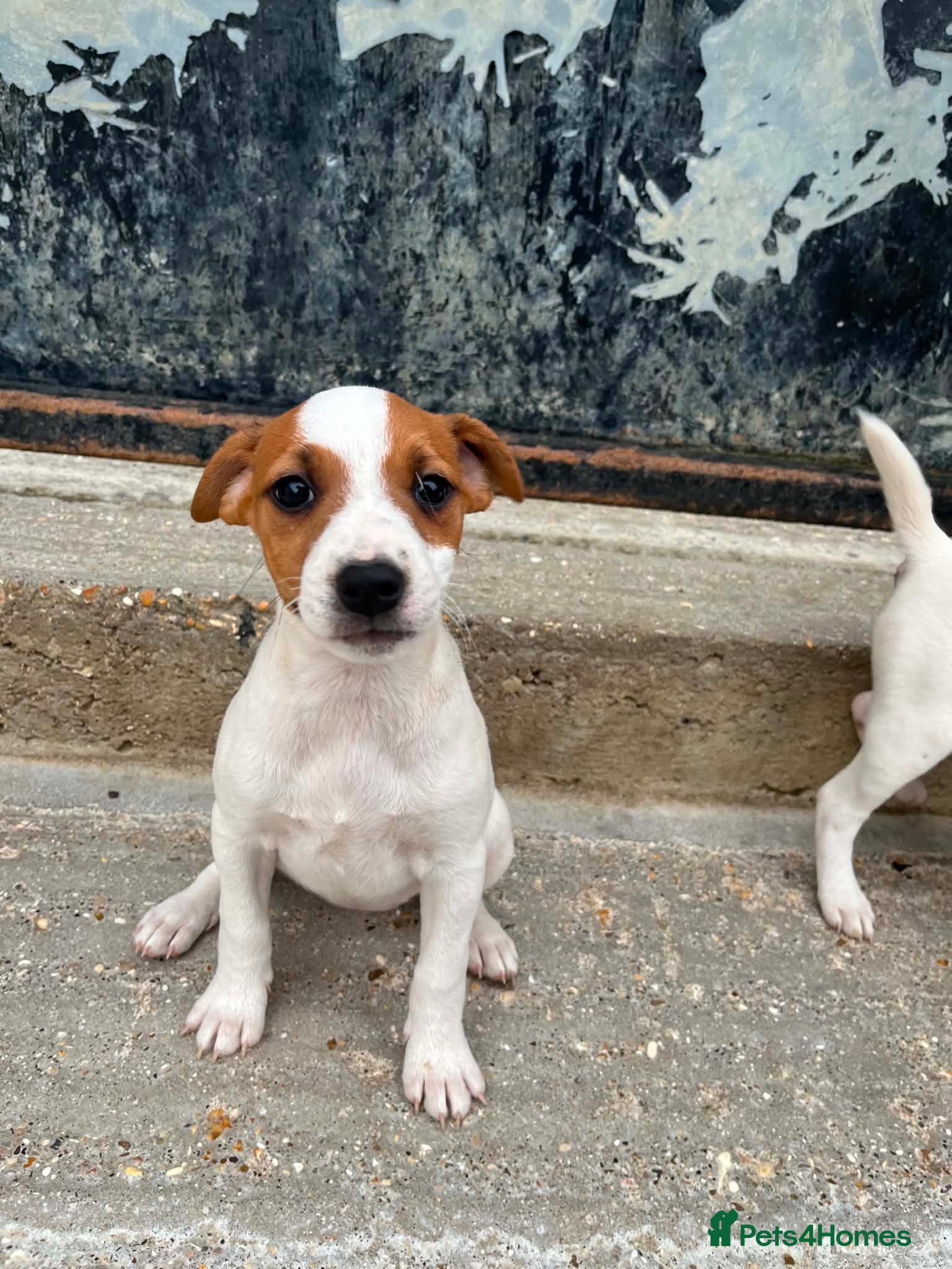 Mixed Breed dogs Jack Russell x Plummer puppies for sale - Advert 5