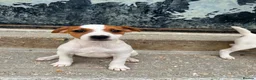 Mixed Breed dogs for sale: Jack Russell x Plummer puppies for sale - Advert 1