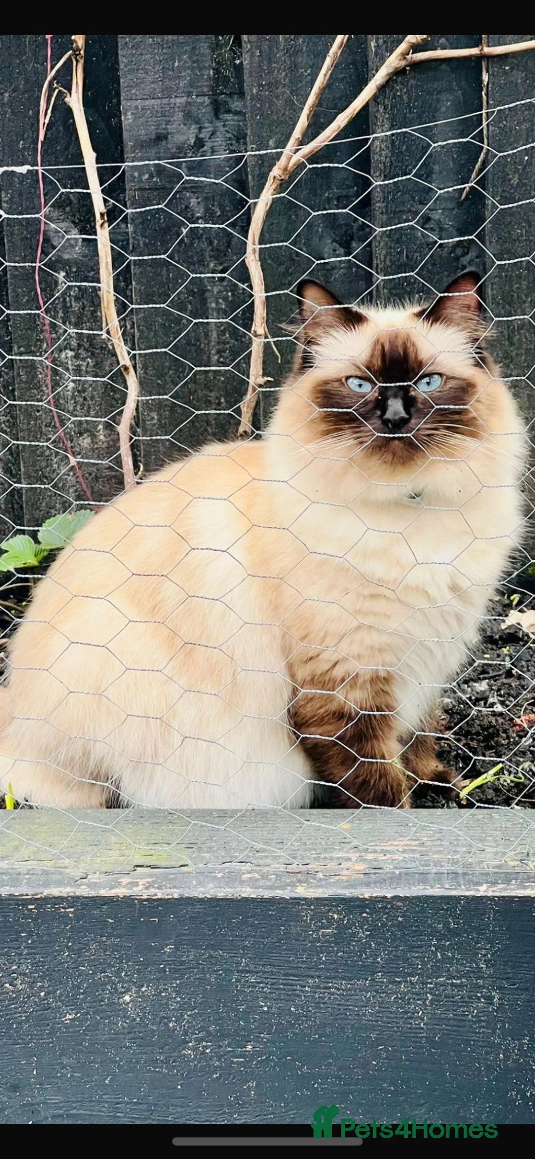Mixed Breed cats for sale: All black ragdoll cross in Manchester - Advert 1