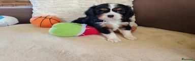 Cavalier King Charles Spaniel 4