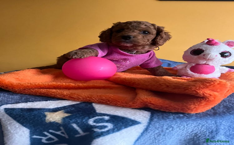 Cockapoo dogs - Advert 2