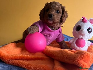 Cockapoo dogs - Advert 15