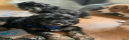 Cockapoo dogs for sale: 🐶READY TO LEAVE NOW 🐶 beautiful cockapoos  - Advert 20