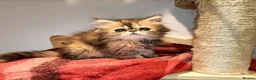 Persian cats for sale: Persian kittens  in Stoke-on-Trent - Advert 6