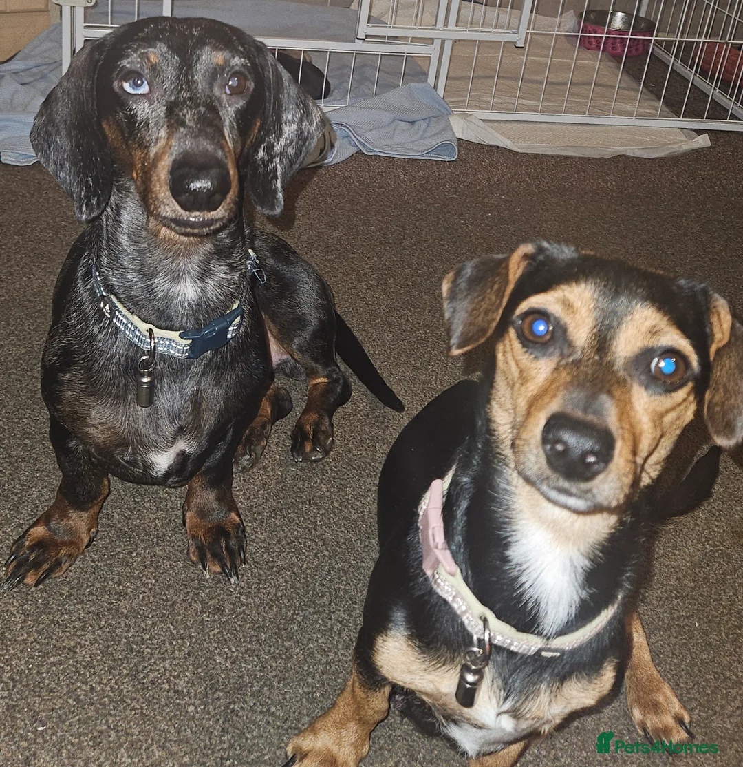 Chiweenie dogs for sale: Chiweenie Puppies - Advert 1