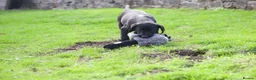 Labrador Retriever dogs for sale: KC reg black bitch . Health tested parents. - Advert 14
