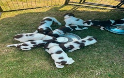 English Springer Spaniel dogs for sale: FTCH x FTAW - Image 22