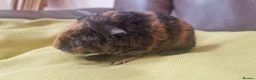Guinea Pig rodents for sale: Teddy guinea pigs in Leicester - Advert 10