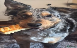 Border Collie dogs for sale: Merle border collies - Advert 4