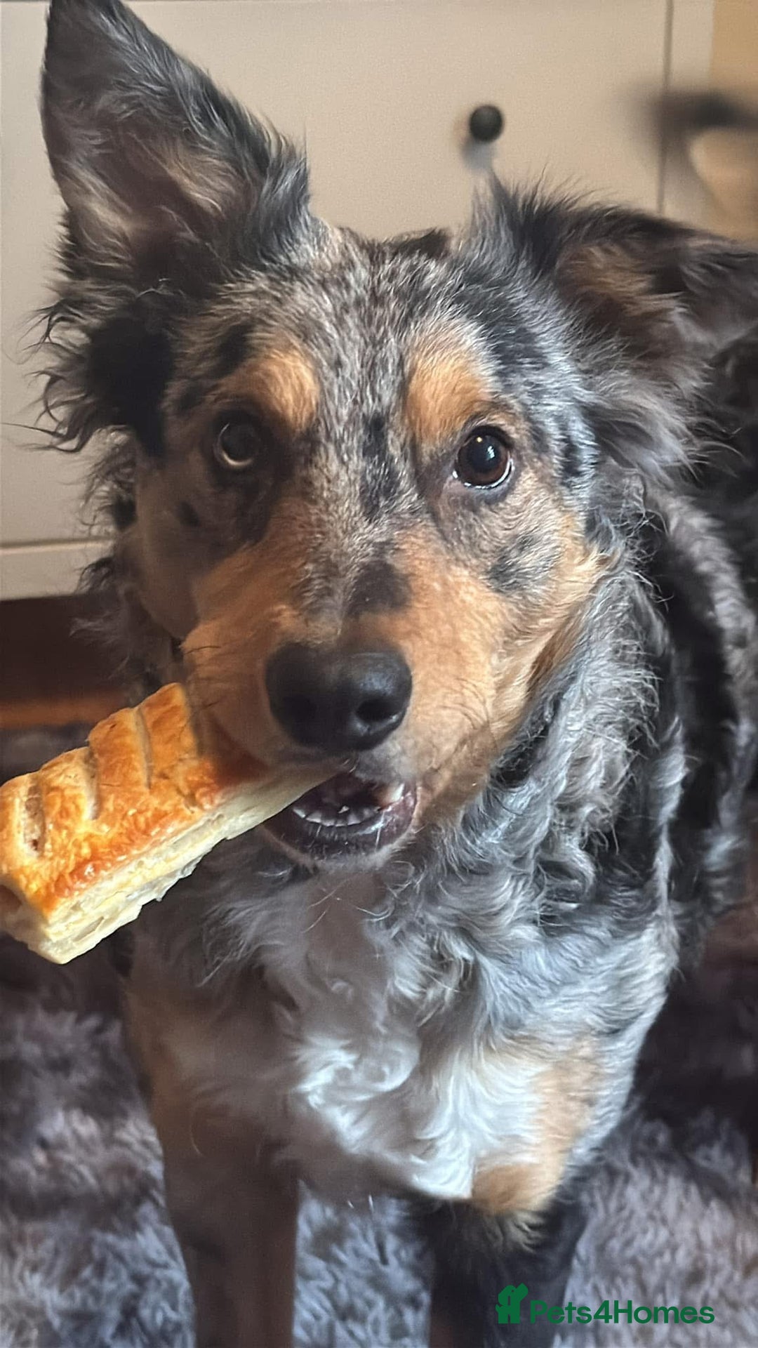 Border Collie dogs for sale: Merle border collies - Advert 4