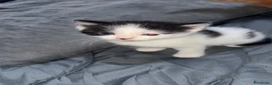 Kitten 3