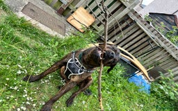 Mixed Breed dogs for sale: Maxiboy  - Image 1