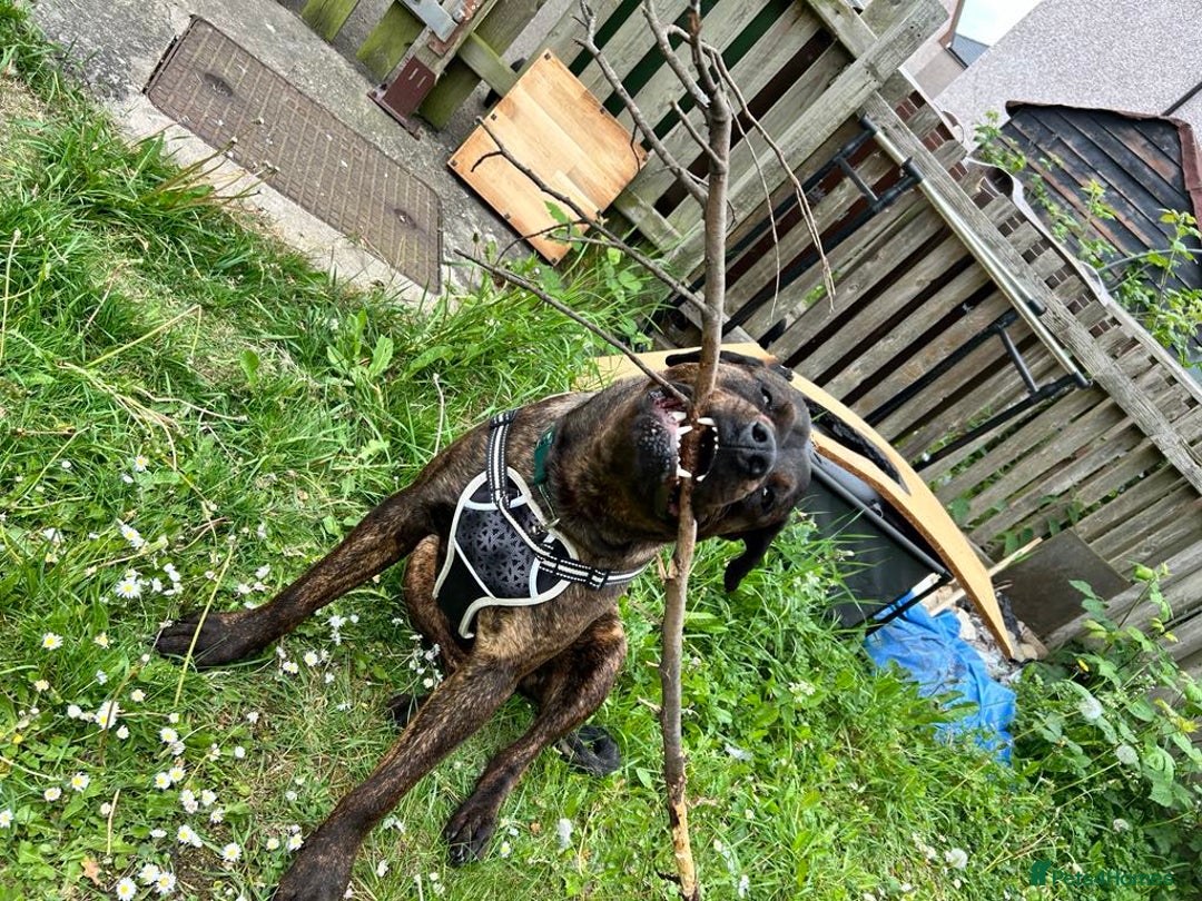 Mixed Breed dogs for sale: Maxiboy  - Image 1