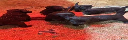 Borador dogs for sale: 6 beautiful collie cross lab puppies for sale!! - Advert 2