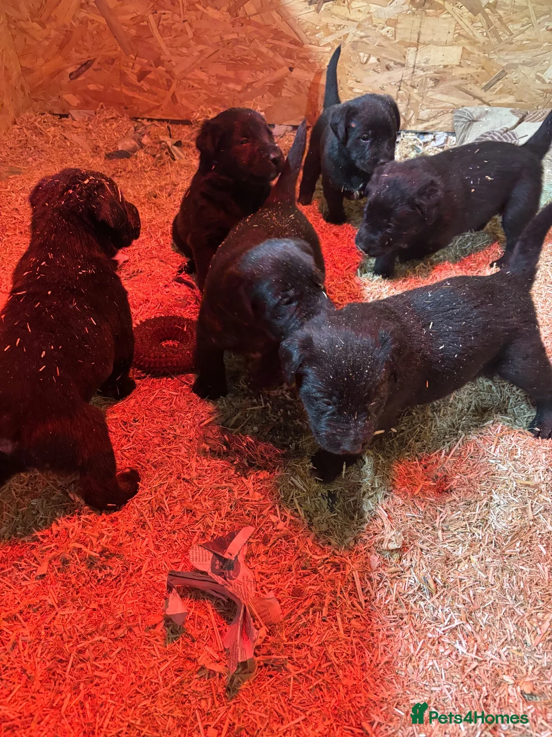 Borador dogs for sale: 6 beautiful collie cross lab puppies for sale!! - Advert 2