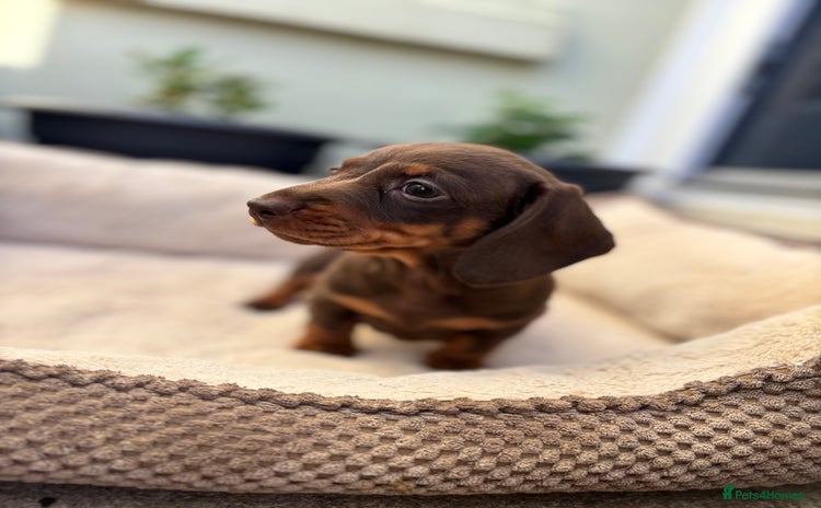 Miniature Dachshund dogs - Advert 15