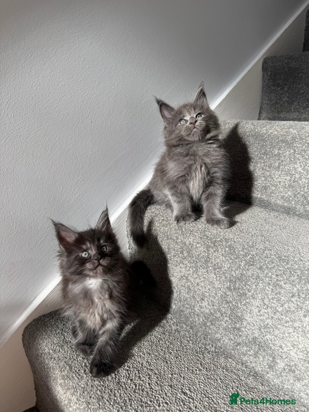 Maine Coon cats for sale: Pedigree Maine Coon Kittens – Blues & Smokes - Advert 30